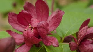 HARTLAGE WINE CALYCANTHUS FLOWERING SHRUB [upl. by Acinnad]