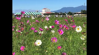 県内一の高さを誇る小泉稲荷大鳥居周辺のコスモス畑◇コスモスまつり [upl. by Ycniuqal721]