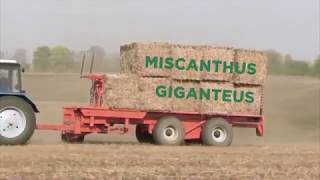 Green Biomass Energy  About our progress in upscaling Miscanthus [upl. by Elon]