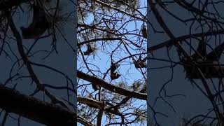 Flying fox colony flyingfox batman bat australia wildlife nature wildanimals plants birds [upl. by Tumer698]