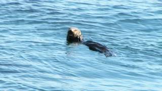 California sea otter using a rock to crack a clam open then consumes a crab [upl. by Petrine]