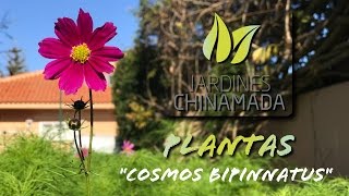 Plantas  Cosmos bipinnatus [upl. by Aynat]