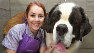 This St Bernard is MASSIVE  200lbs [upl. by Uke607]