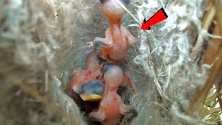 Zitting cisticola bird carried one of her babies AnimalsandBirds107 [upl. by Accisej]