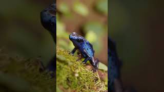 Dendrobates tinctorius Azureus dendrobates terrarium frog florarium [upl. by Casimire462]