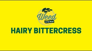 Hairy Bittercress  How to Identify and Get Rid of It [upl. by Naor]