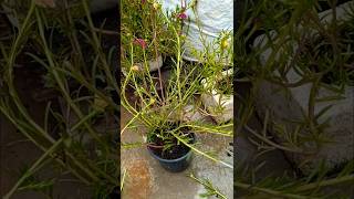 Pruning portulaca flower  portulaca bonsaigardening portulca nature portulaca shortnature [upl. by Funda]