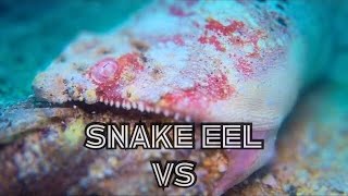 Snake Eel VS Devil Scorpion Hawaii [upl. by Ainos]