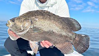 TripleTail Fishing with Live Shrimp [upl. by Edurtreg279]