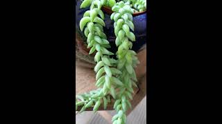 Burros Tail Houseplant  Succulent plant [upl. by Beckman]