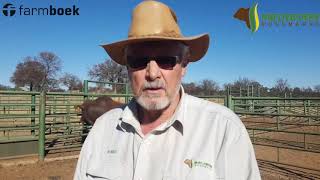 Mielieboere Bonsmara Auction 9 Aug 2018 [upl. by Wampler]