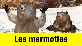 Les marmottes  Têtes à claques [upl. by Fidelity]