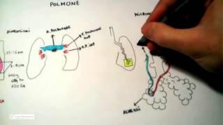 511 Polmone anatomia e fisiologia [upl. by Geller]