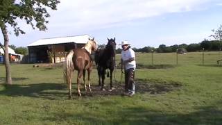 Preparing to Ride Horse in One Rein  Rope Halter Getting Rid of Bit Horses Feeding Off Each Other [upl. by Dennet]