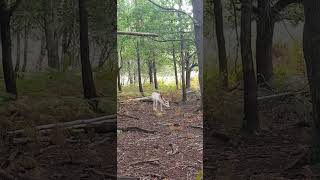 The Majestic Fallow Deer A Forest Treasure [upl. by Ikkela]