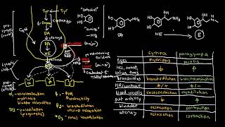 PHARMACOLOGY 27a  Catecholamines and Adrenergic Receptors [upl. by Nileve167]