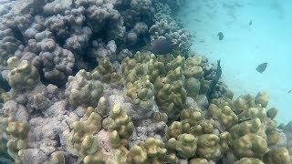 SNORKELING AT LANIKAI BEACH  KAILUA  OAHU  HAWAII [upl. by Rosenblast10]