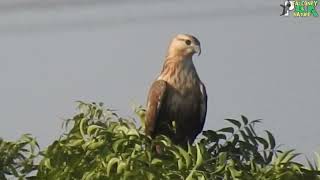 Black Shoulder Kite Hovering amp a Common Buzzard [upl. by Sisco]