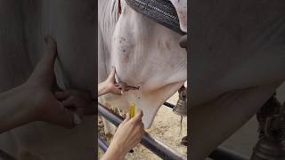 Intravenous injection in cattle veterinary AHD [upl. by Levitan657]