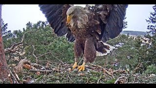 20180303 Merikotkas Eagles come to the nest1152am [upl. by Notneiuq626]