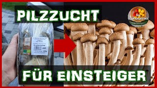 Austernpilze auf Karton züchten Teil 1  Pilzzucht für Einsteiger [upl. by Atwood911]