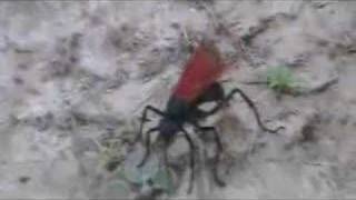 Tarantula Hawk II Spider Burial [upl. by Aipotu]