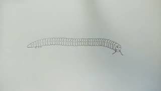 how to draw julus  julus  julus diagram  millipede  how to draw millipede zoology [upl. by Nybor]