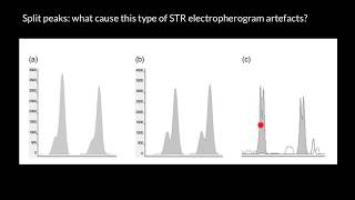 Split peaks  what cause this type of electropherogram artefacts [upl. by Aihsekram]