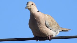 Collared Dove Call Kumru sesi Tyrkerdue lyd Turkinkyyhky ääni [upl. by Citron]