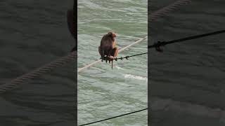 Monkey crossing bridge in Bhutan monkey naturemonkey cuteanimal cuteanimal cuteanimal animals [upl. by Eerak848]