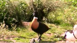 Australian Shelduck 2 [upl. by Tabbitha509]