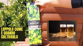 luppolo Come Piantare e Coltivare Il LUPPOLO Prima Parte humulus [upl. by Atiuqrahs]