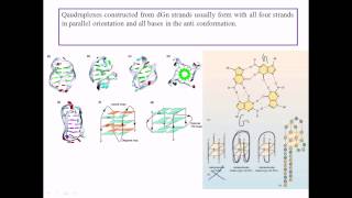 Quadruplex DNA [upl. by Nedla]