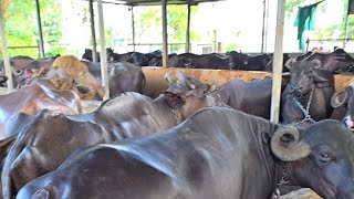 Live नाशिक येथील 100 म्हशींचा गोठा  100 buffalo dairy farm [upl. by Atlee678]