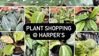 Plant shopping at Harper’s Hoya philodendron ￼and uncommon houseplants [upl. by Yrdua665]