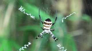 HDコガネグモArgiope amoena [upl. by Kenward]