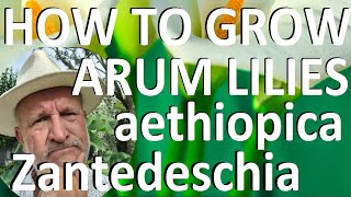 Tropical Gardens UK How to Grow the Arum LiIy  Zantedeschia aethiopica [upl. by Ivett]