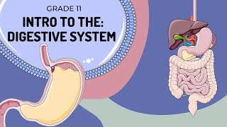 Digestive System Intro From the Mouth to the Stomach [upl. by Hamian474]