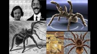 JBa Fofi Congo Giant Forest Spider  William J Gibbons [upl. by Sharman]