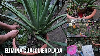 Como eliminar hongos y plagas de tus cultivos con SÁBILA O ALOE VERA Receta cacera [upl. by Teragramyram]