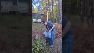 Collecting pine needles for bees [upl. by Altman373]