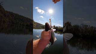 CATCHING SPOTTED BASS USING TOPWATER LURES TOPWATER FISHINGfishingshortstrendingviralytshorts [upl. by Lupien248]