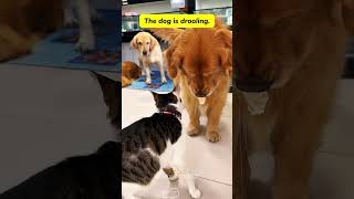 The wonderful relationship between cats and dogscat kitten funnycats funnyanimals funnypets [upl. by Aenit]