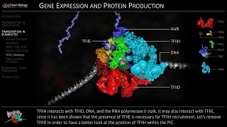 Transcription in Eukaryotes  Initiation [upl. by Amery]