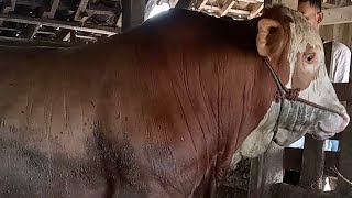 DUA EKOR SAPI JUMBO TERSEMBUNYI GUNUNGKIDUL YOGYAKARTA [upl. by Areip616]