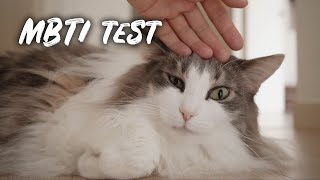 Cat Personality Test  Norwegian forest cat [upl. by Levesque110]