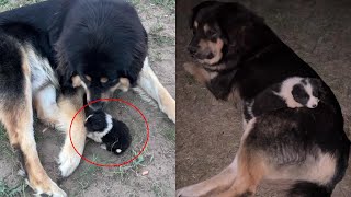 Watch what happend when a Mongolian Mastiff dog fall in love with abandoned tiny puppy [upl. by Oaht]