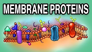 MEMBRANE PROTEINS  Types and Functions [upl. by Augustina]