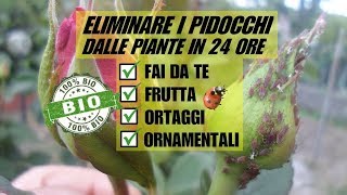 ELIMINARE GLI AFIDI DALLE PIANTE IN 24 ORE CON UN PRODOTTO BIOLOGICO [upl. by Clevey]