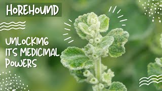 Horehound  The Surprising Medicinal Benefits [upl. by Scrogan]